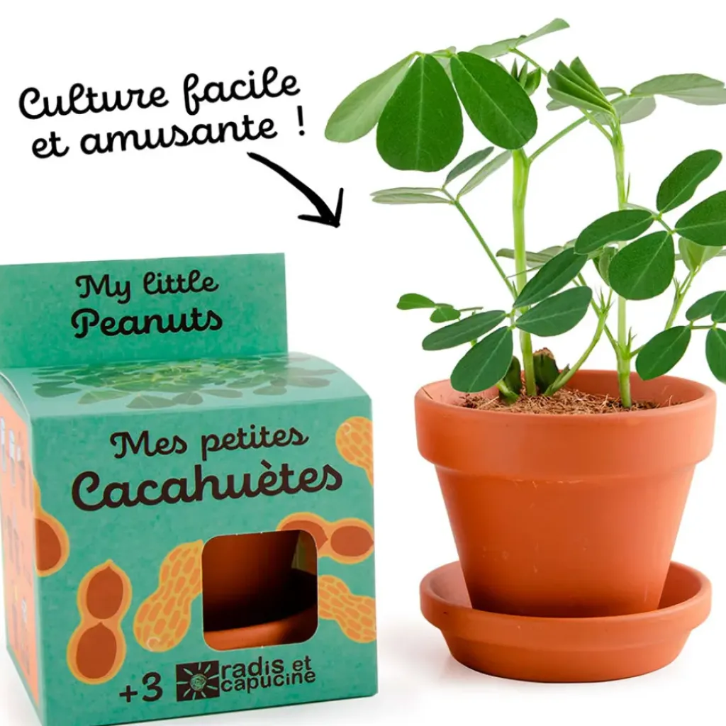 Fabrique de Styles Pot d8cm avec coupelle cacahuète* Prêt À Pousser